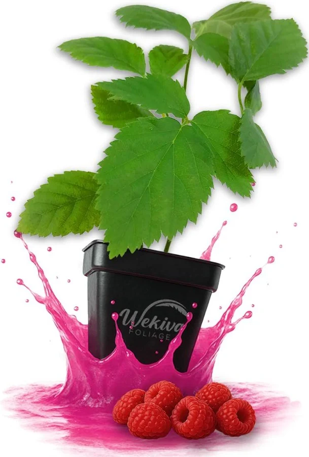 Live blackberryPlant