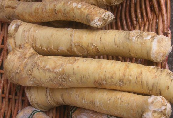 Fresh Horseradish Root