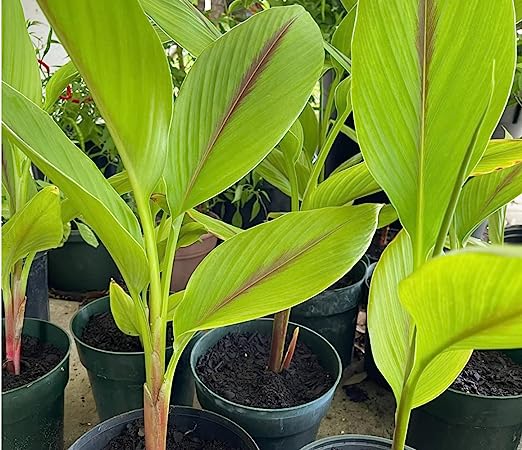 Turmeric Plant (Curcuma longa) black organic