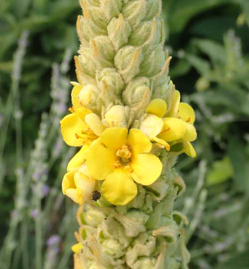 Mullein Flower Spike