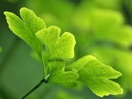 Ginkgo Biloba Plant