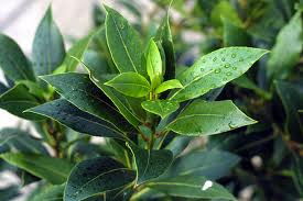Bay Laurel Plant