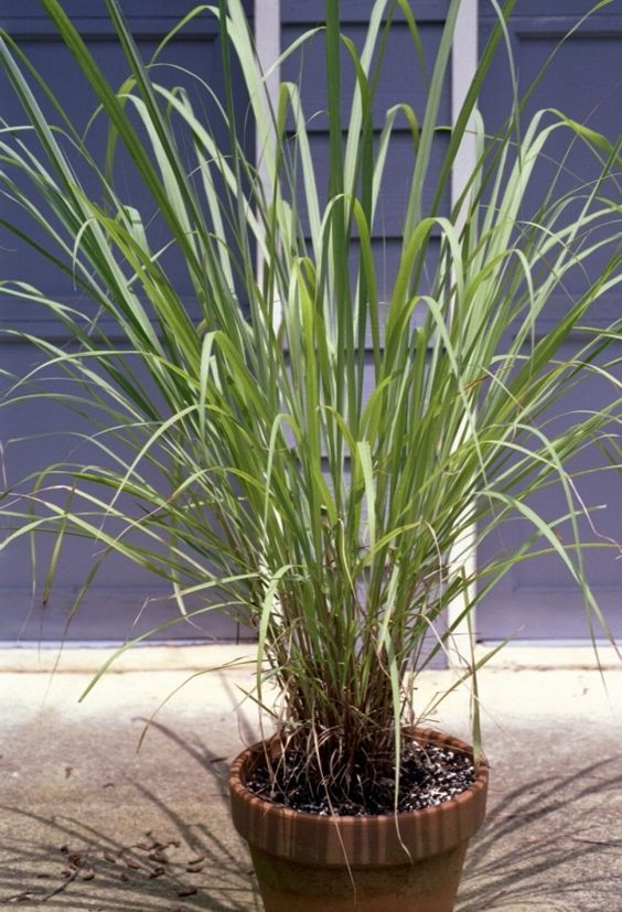 Lemongrass Plant