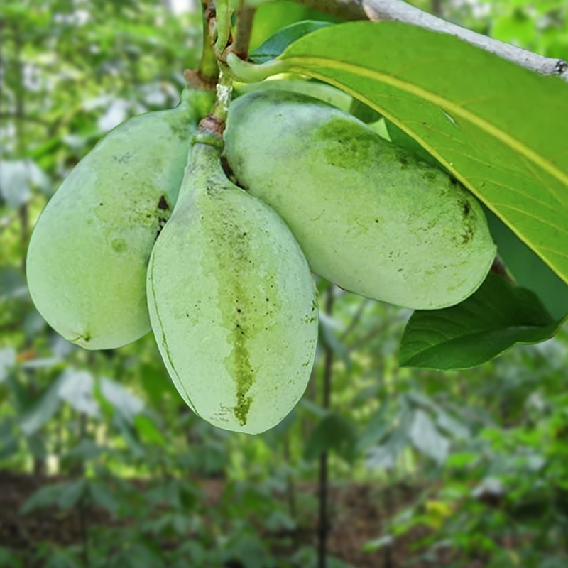 Pawpaw plant