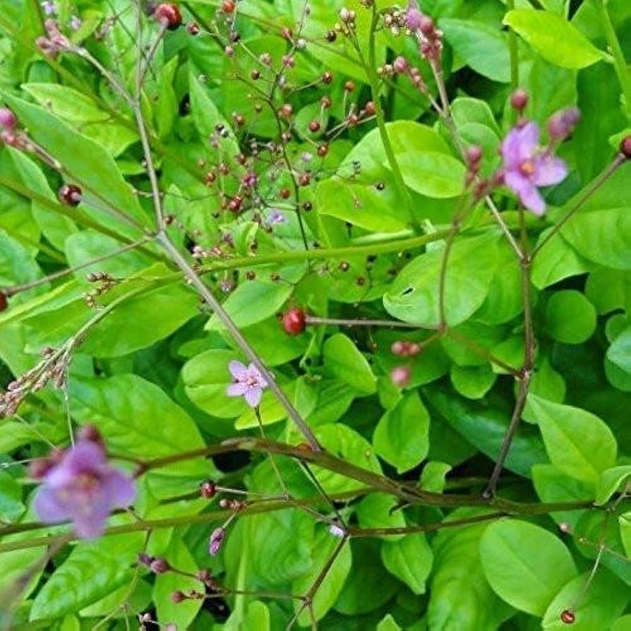 Jewels Of Opar, also known as big talinum