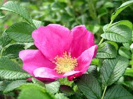 Rose rosa rugosa