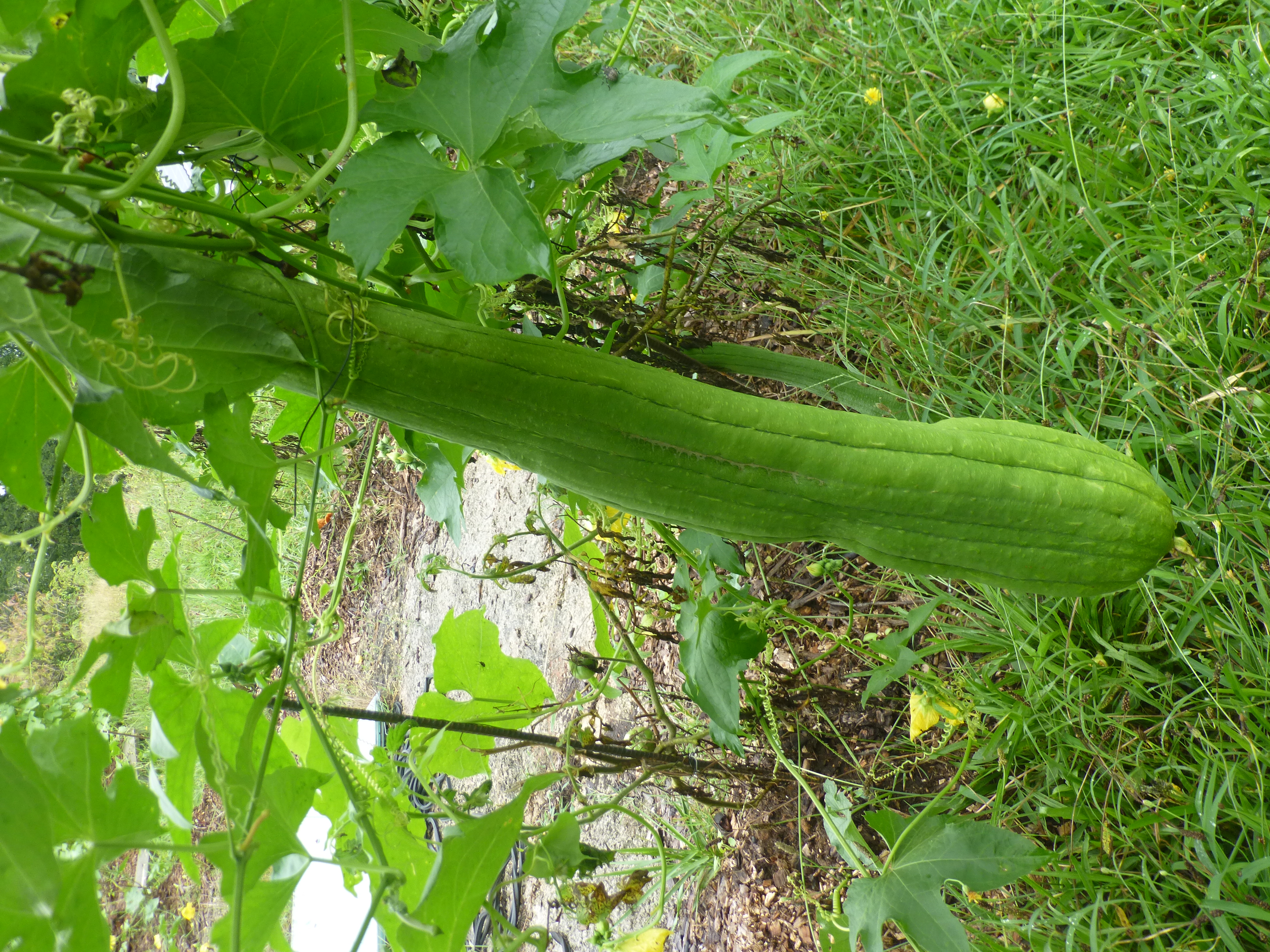 Luffa plant