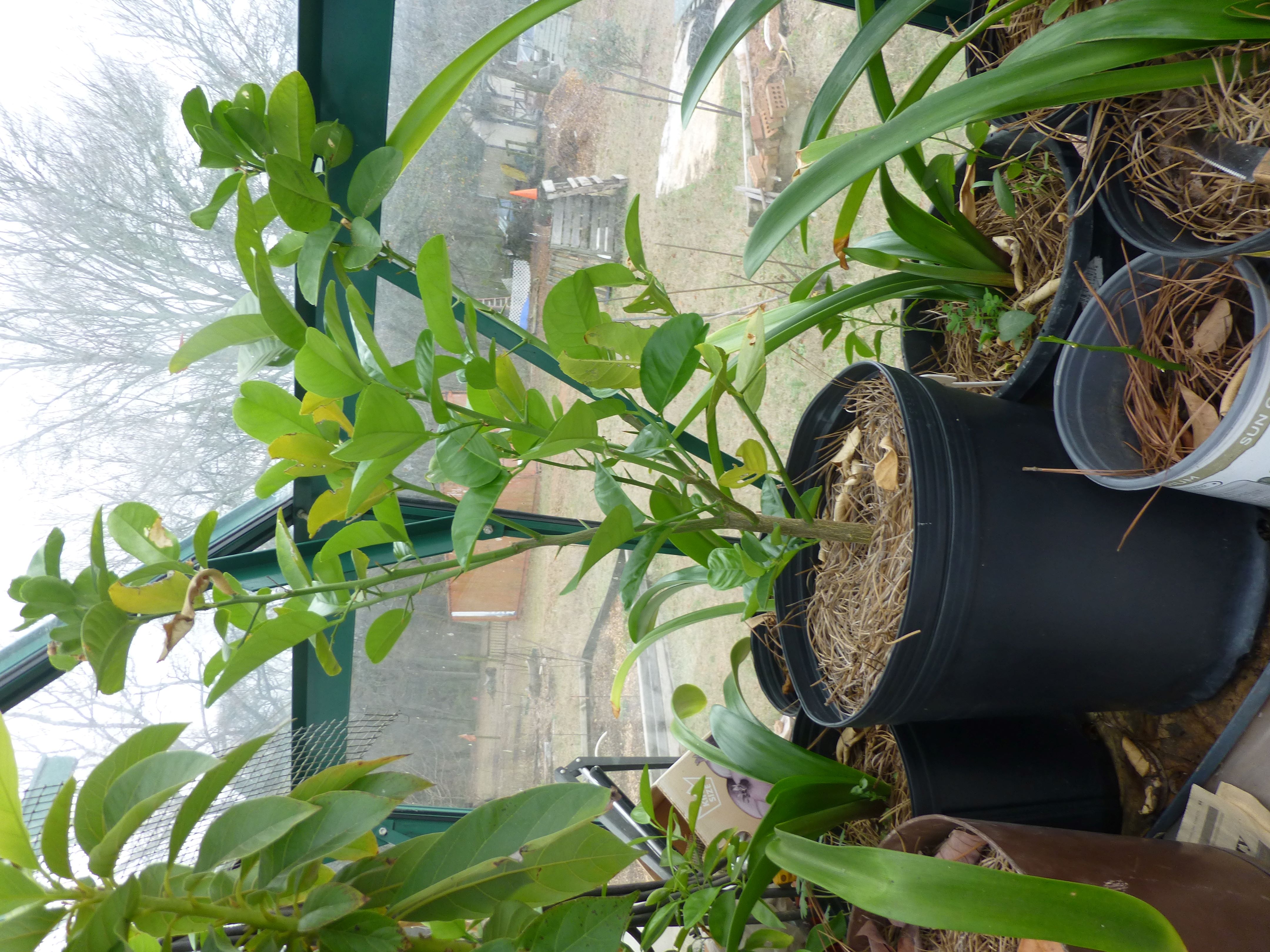 pottted night bloomng jasmine