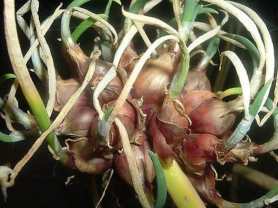 Egyptian Walking Onion Bulbs