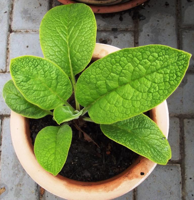 Comfrey Plant 