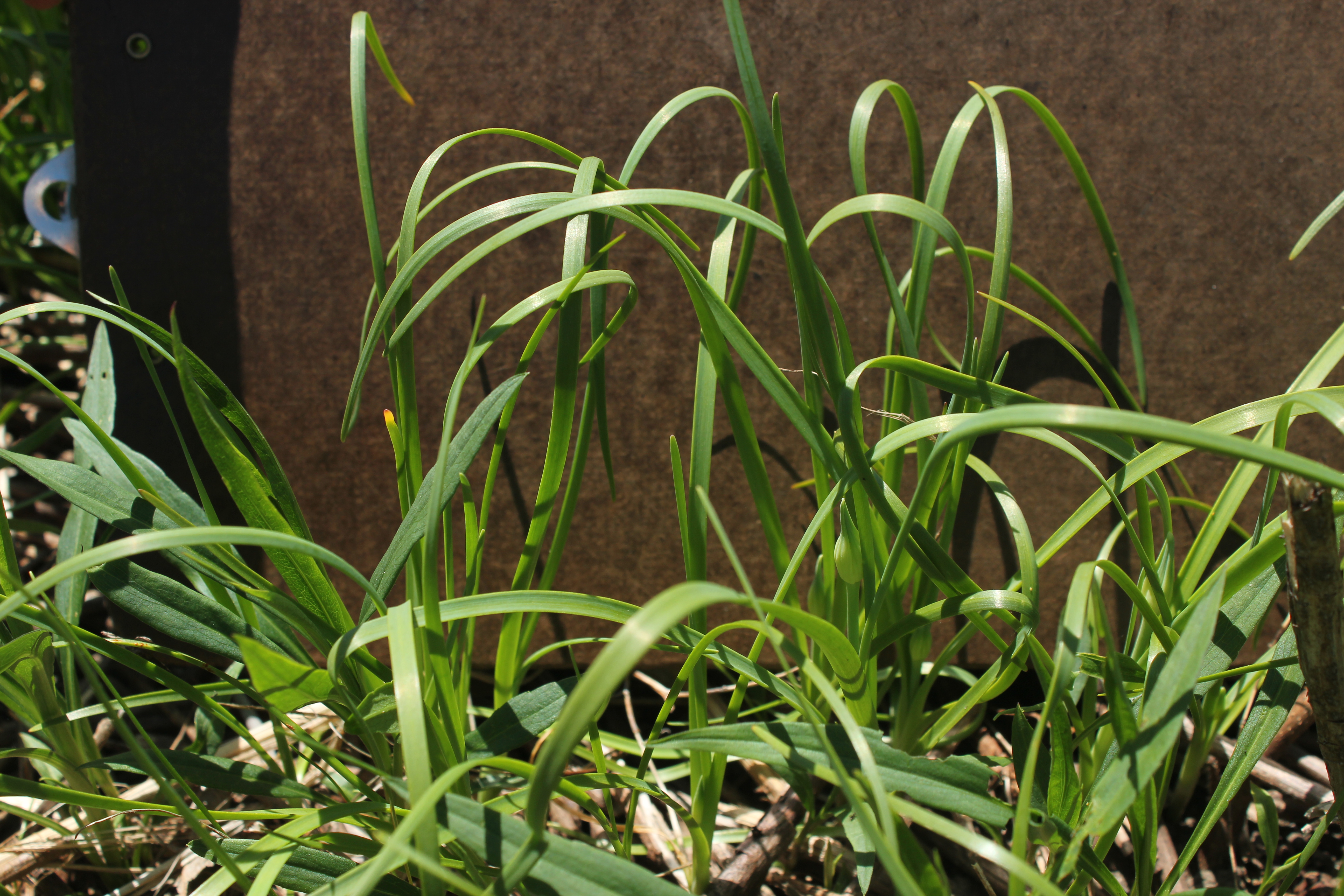 Wild onion grass (Allium vineale), or field garlic,