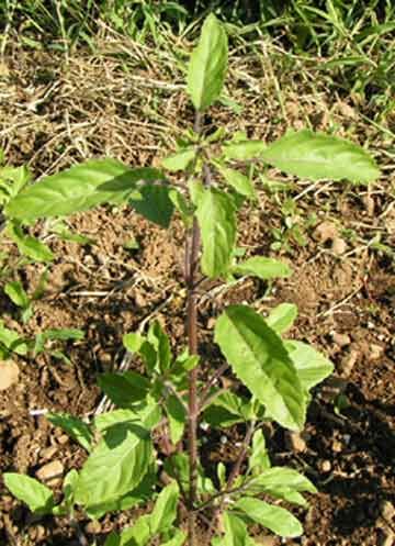 Holy Basil , Tulsi