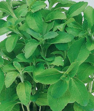 Stevia Plant