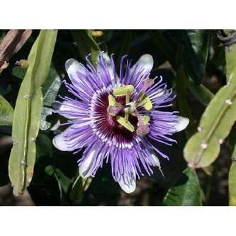 Purple Passion Flower Plant