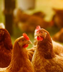 hens, chickens organic egg layers golden commets