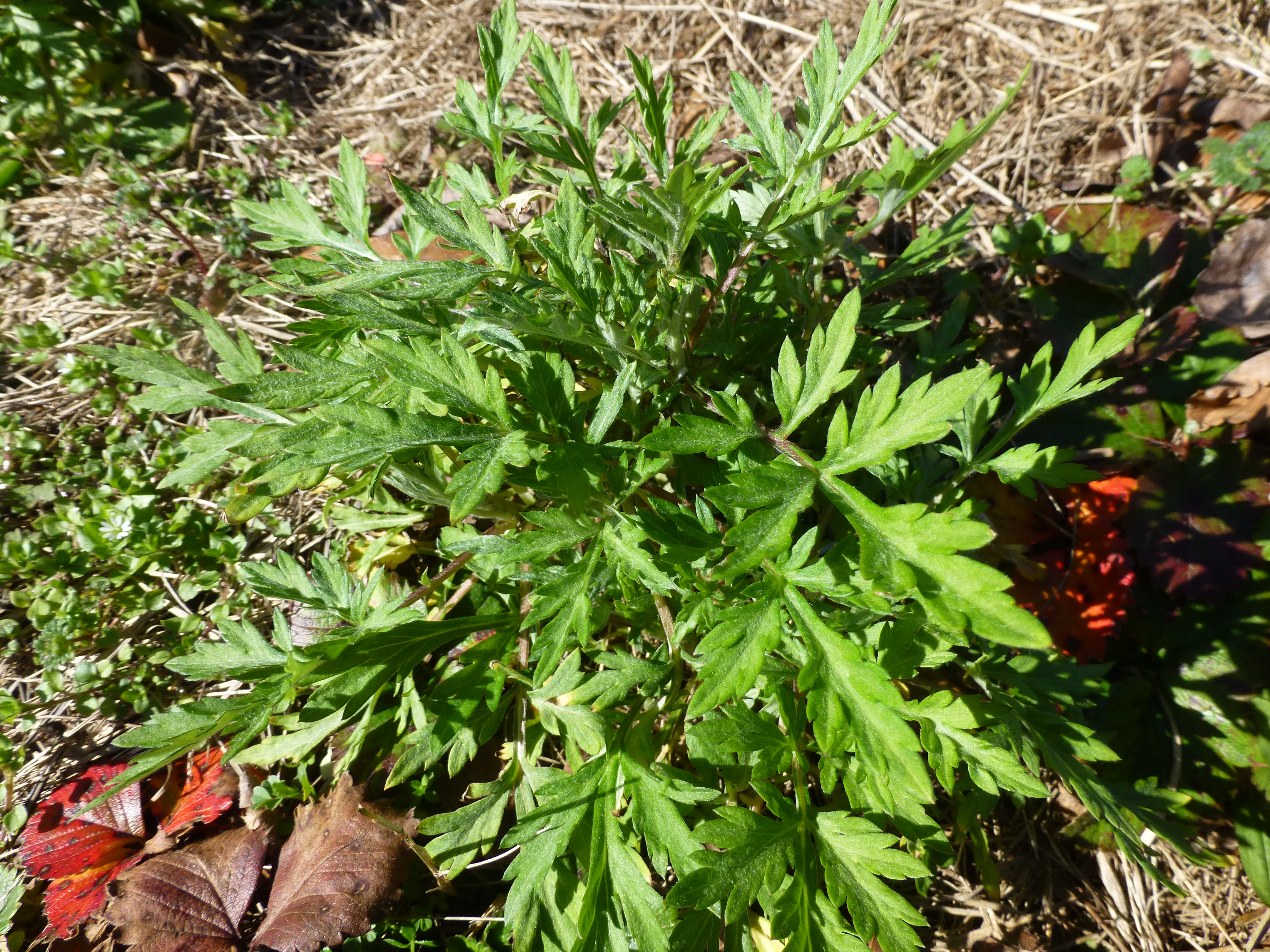 Fresh Mugwort Plant