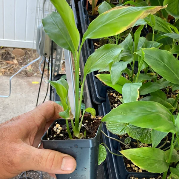 Young  black Ginger Plant