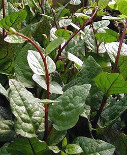 Malabar Spinach Plant