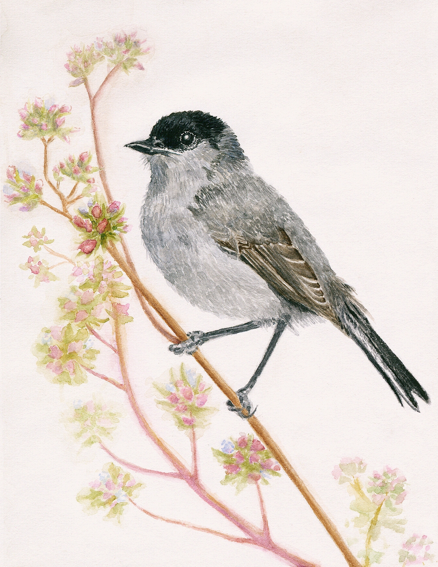 San Diego Birds Collection — Set of 4 Fine Art Greeting Cards