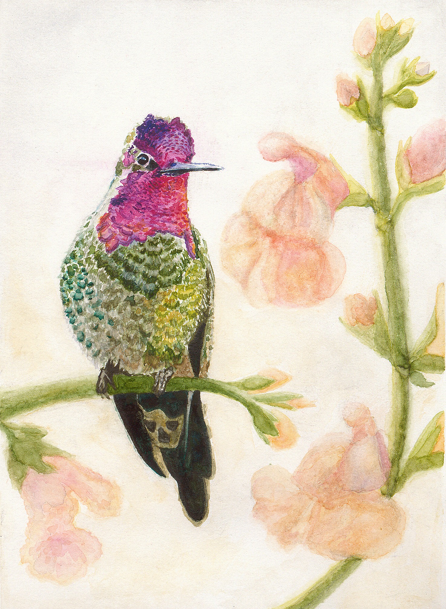 San Diego Birds Collection — Set of 4 Fine Art Greeting Cards