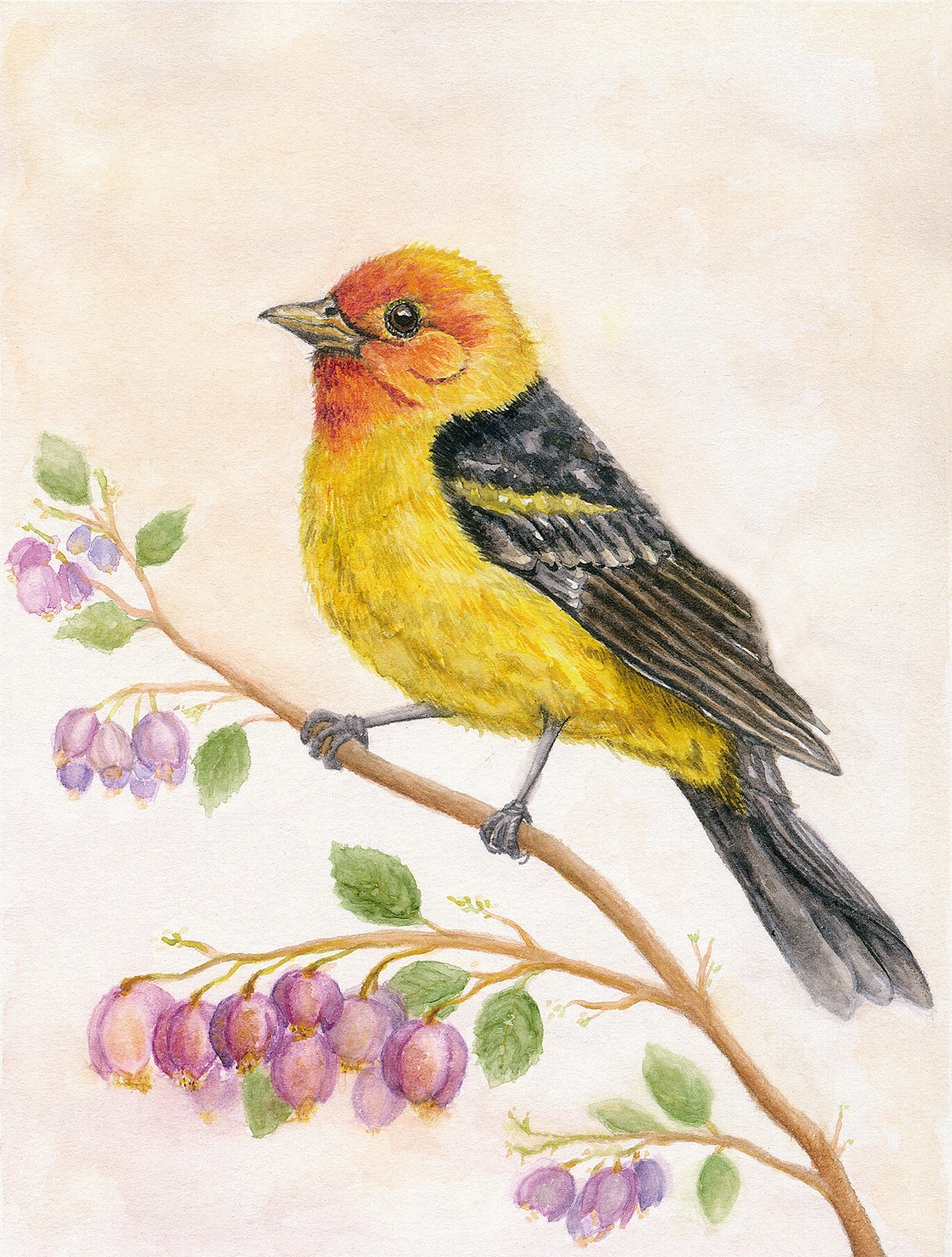 Western Tanager — 8×10 Archival Fine Art Print
