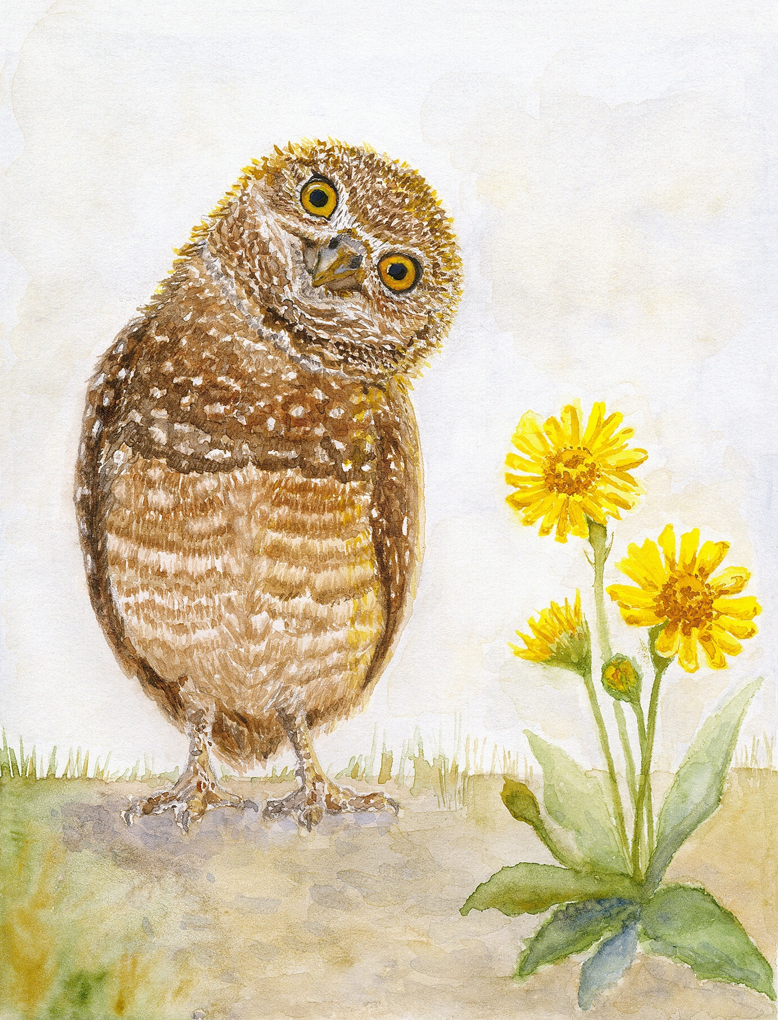 San Diego Birds Collection — Set of 4 Fine Art Greeting Cards