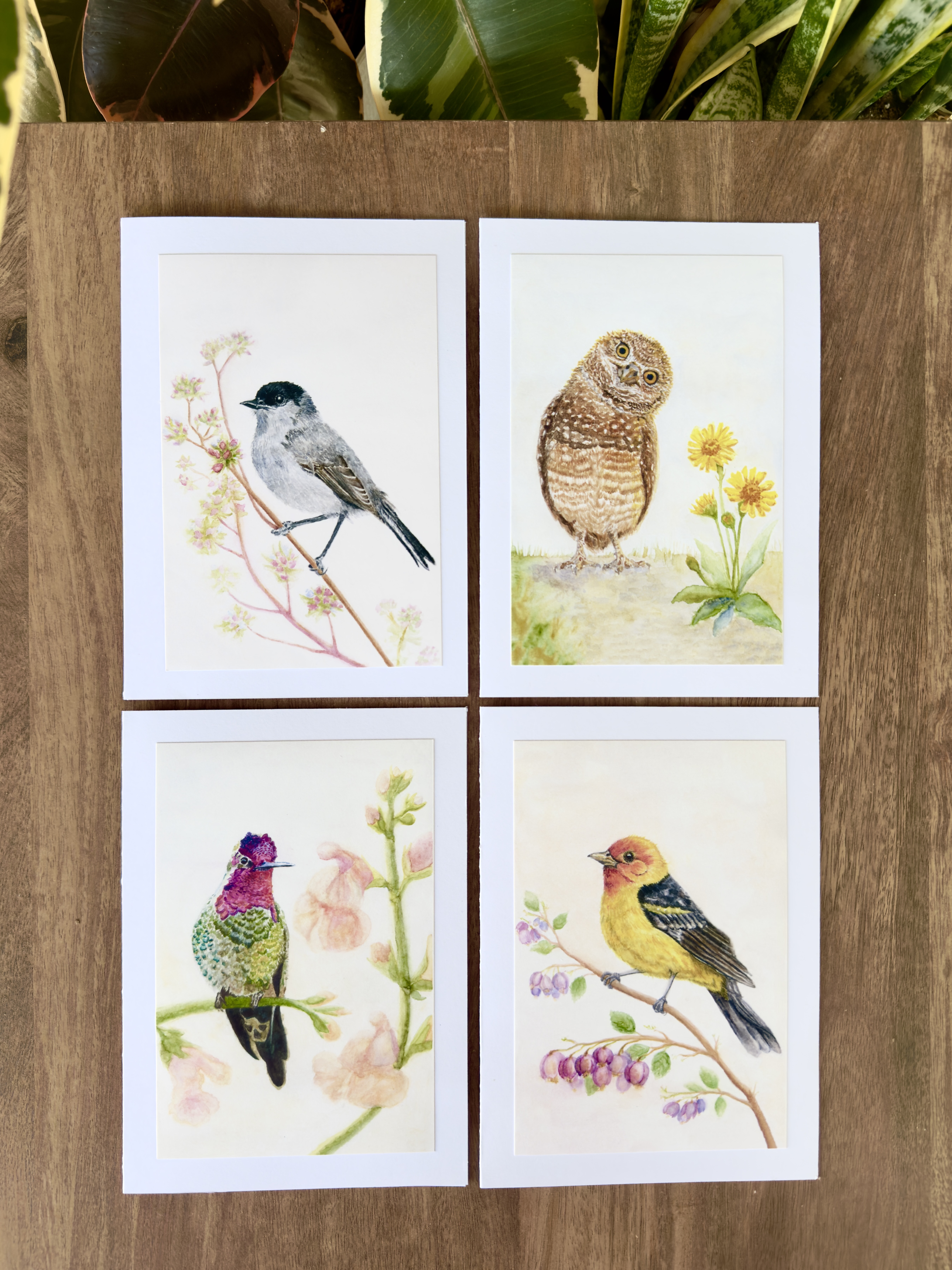 San Diego Birds Collection — Set of 4 Fine Art Greeting Cards