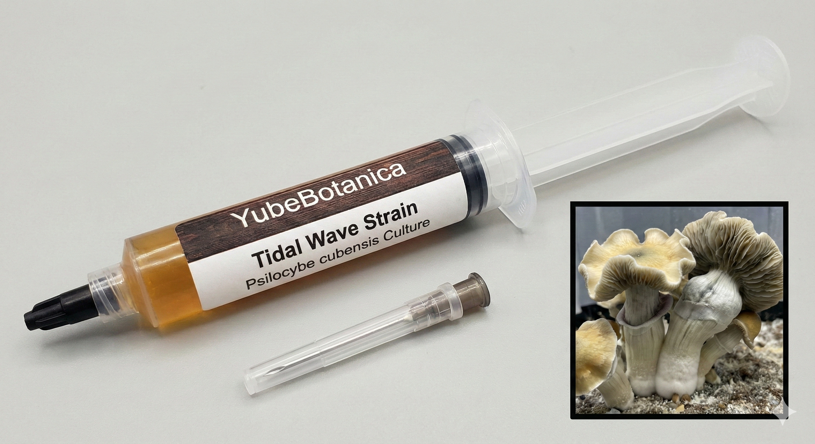 Transkei Liquid Mycelium India – High Visuals & Heat Resistant Spawn