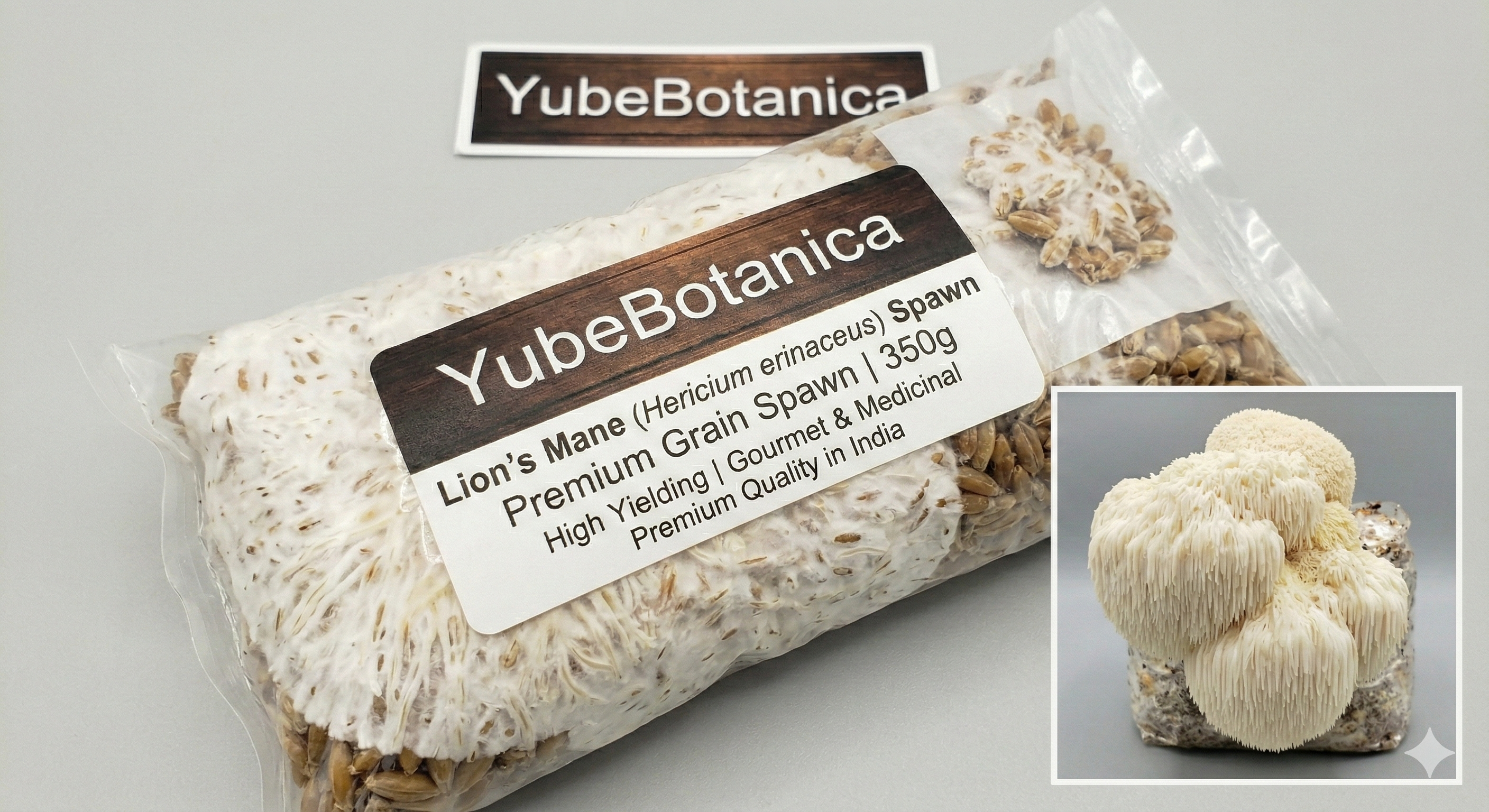 Lion’s Mane (Hericium erinaceus) | Premium Grain Spawn (350g)