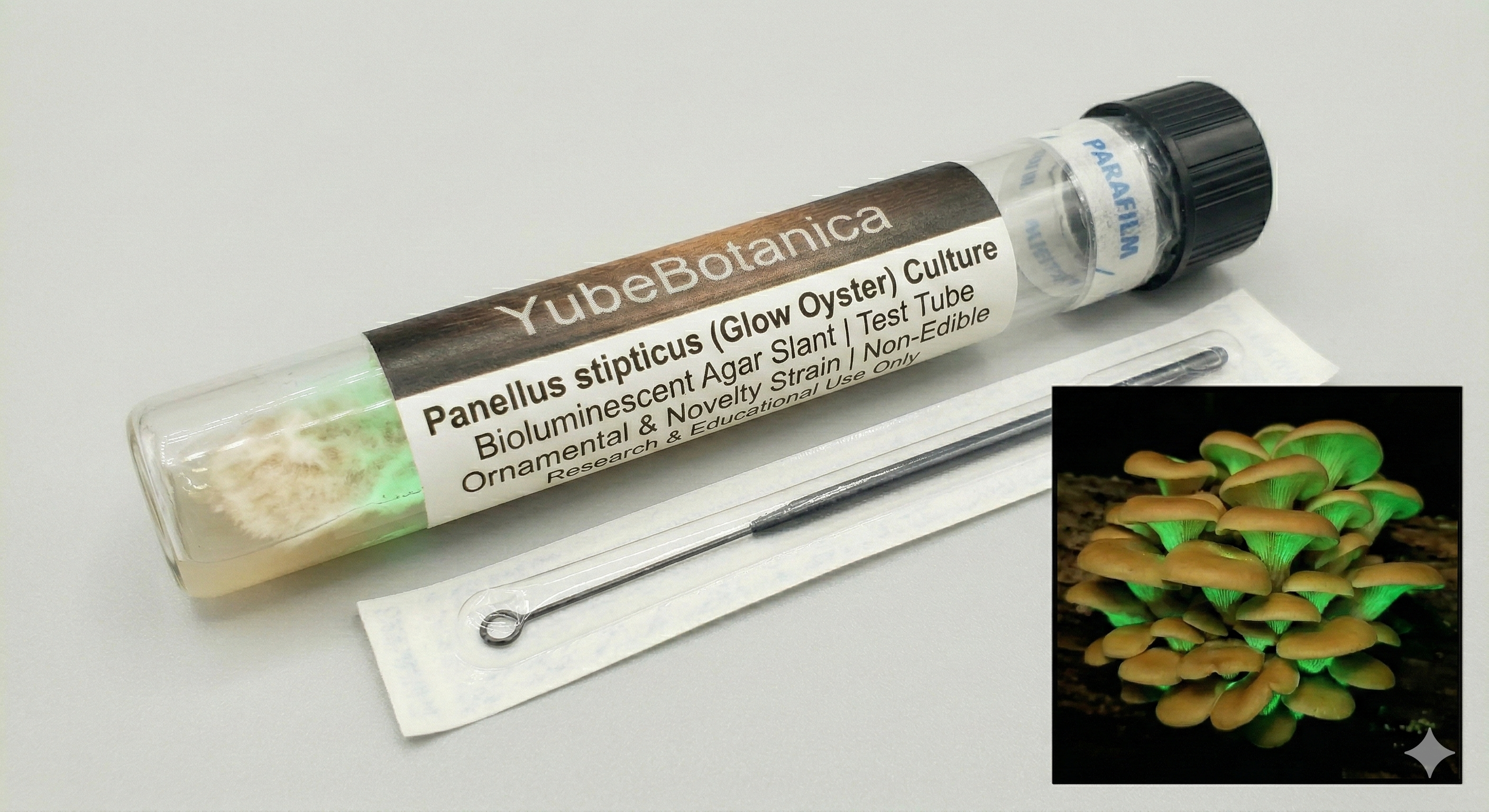 Panellus stipticus (Glow Oyster) | Bioluminescent Agar Slant