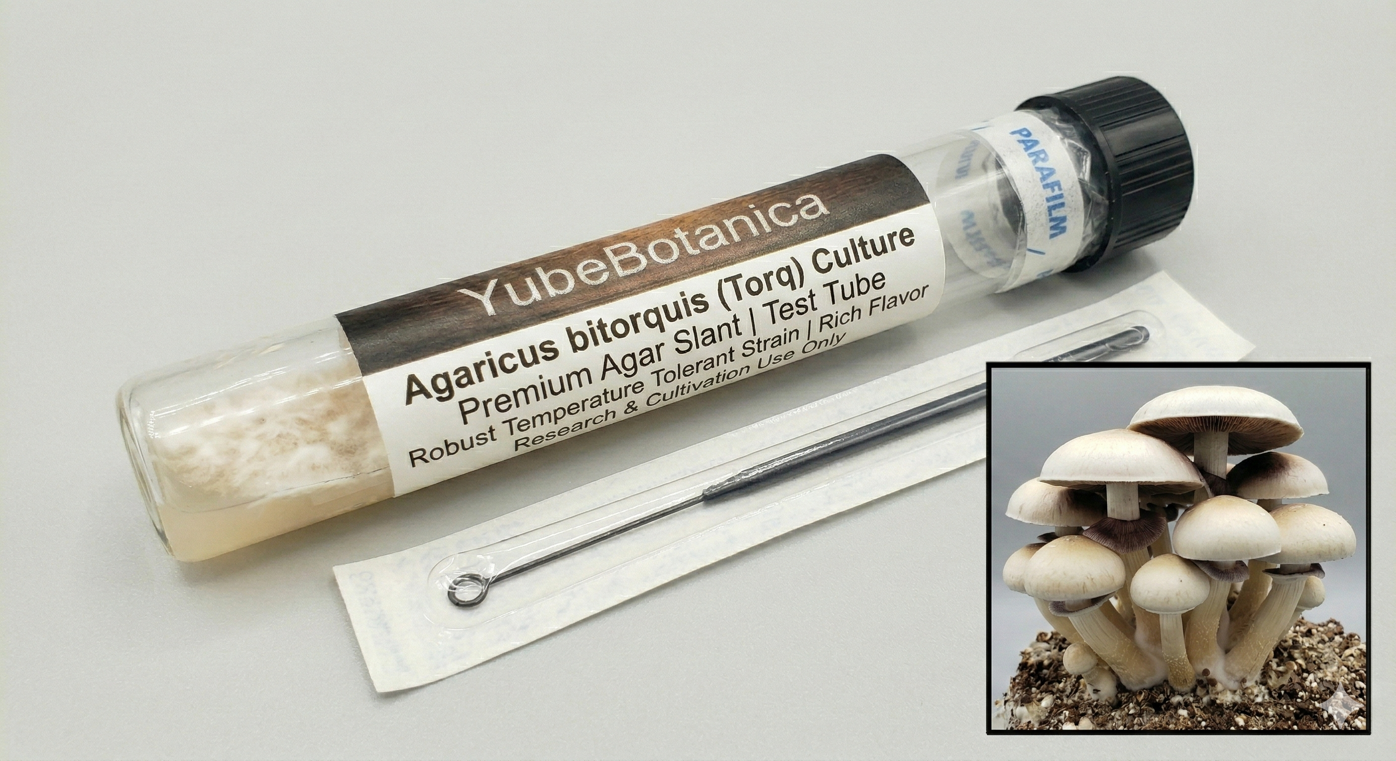 Agaricus bitorquis (Torq) | Premium Agar Slant