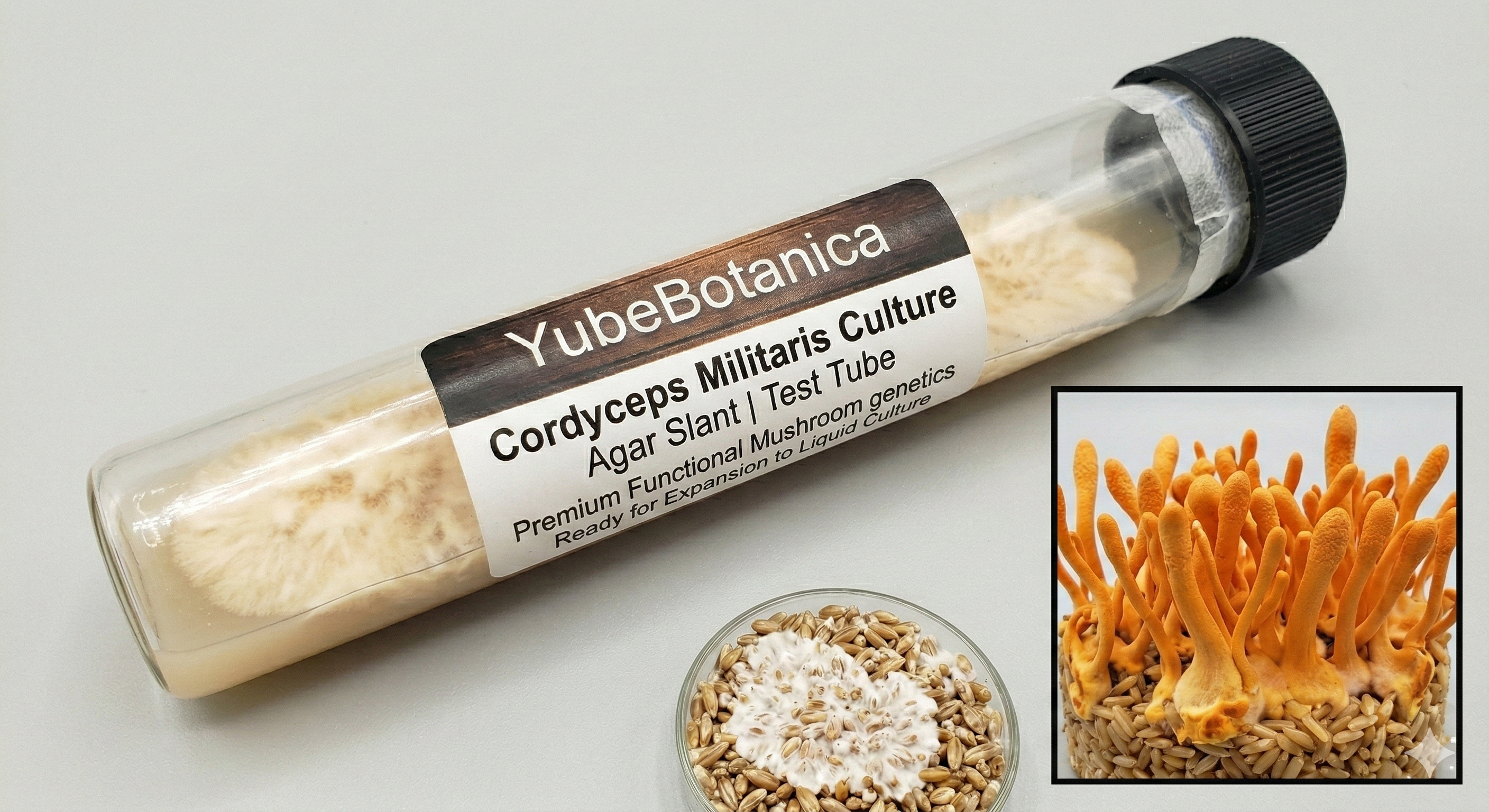 Cordyceps Militaris | Premium Agar Culture (Test Tube Slant)