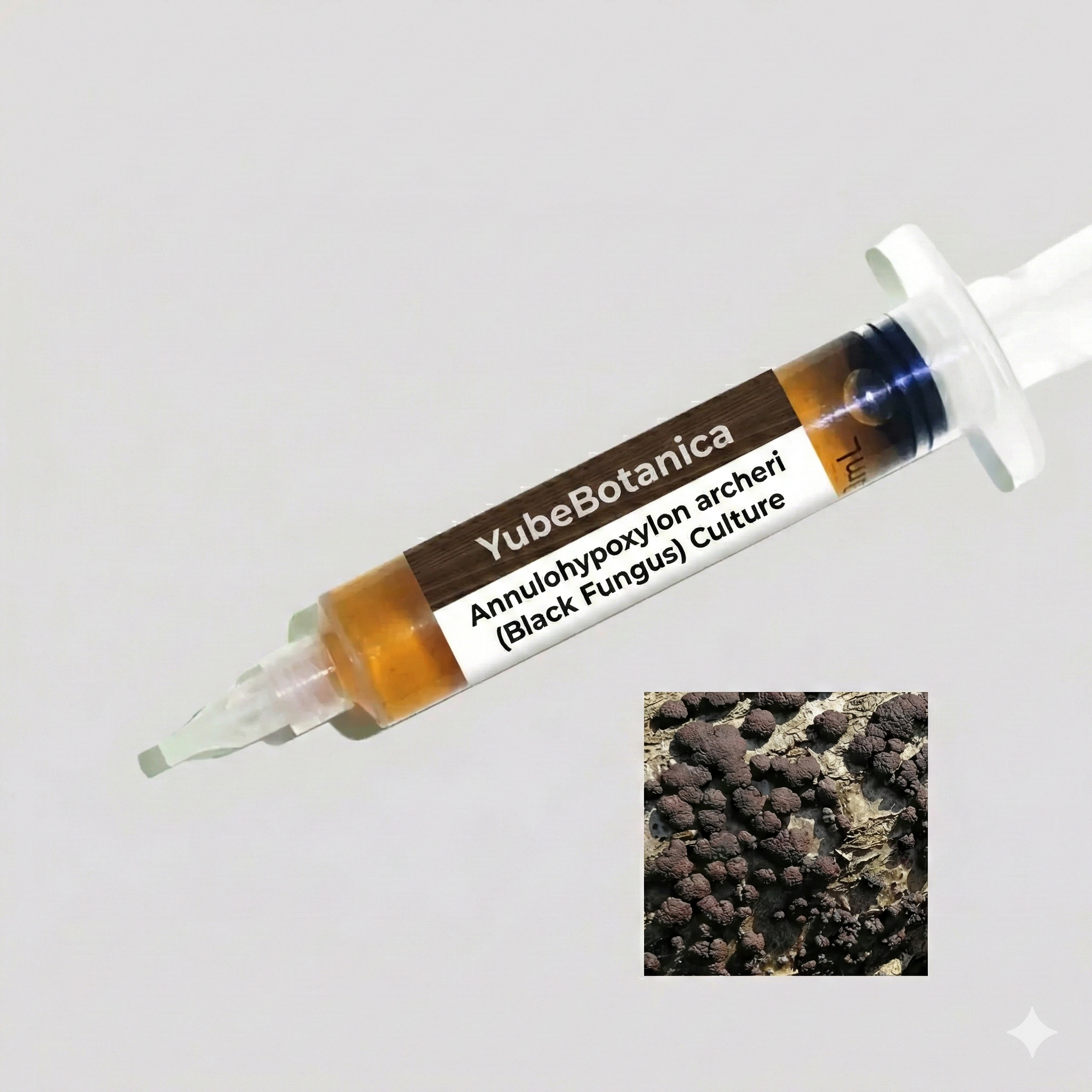 Annulohypoxylon archeri (Black Tar Fungus) – Pure Mycelial Culture | Essential Host for Tremella Cultivation