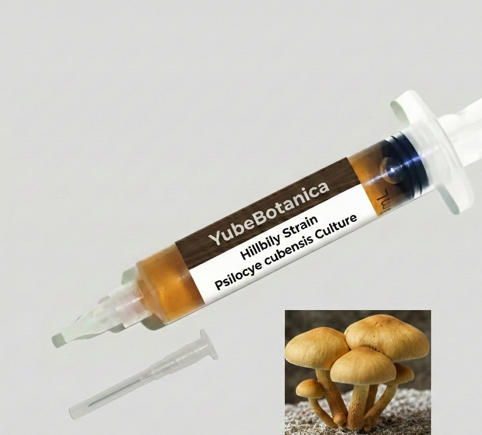 Hillbilly Mushroom Culture India – High Potency Social Strain | Beginner Friendly