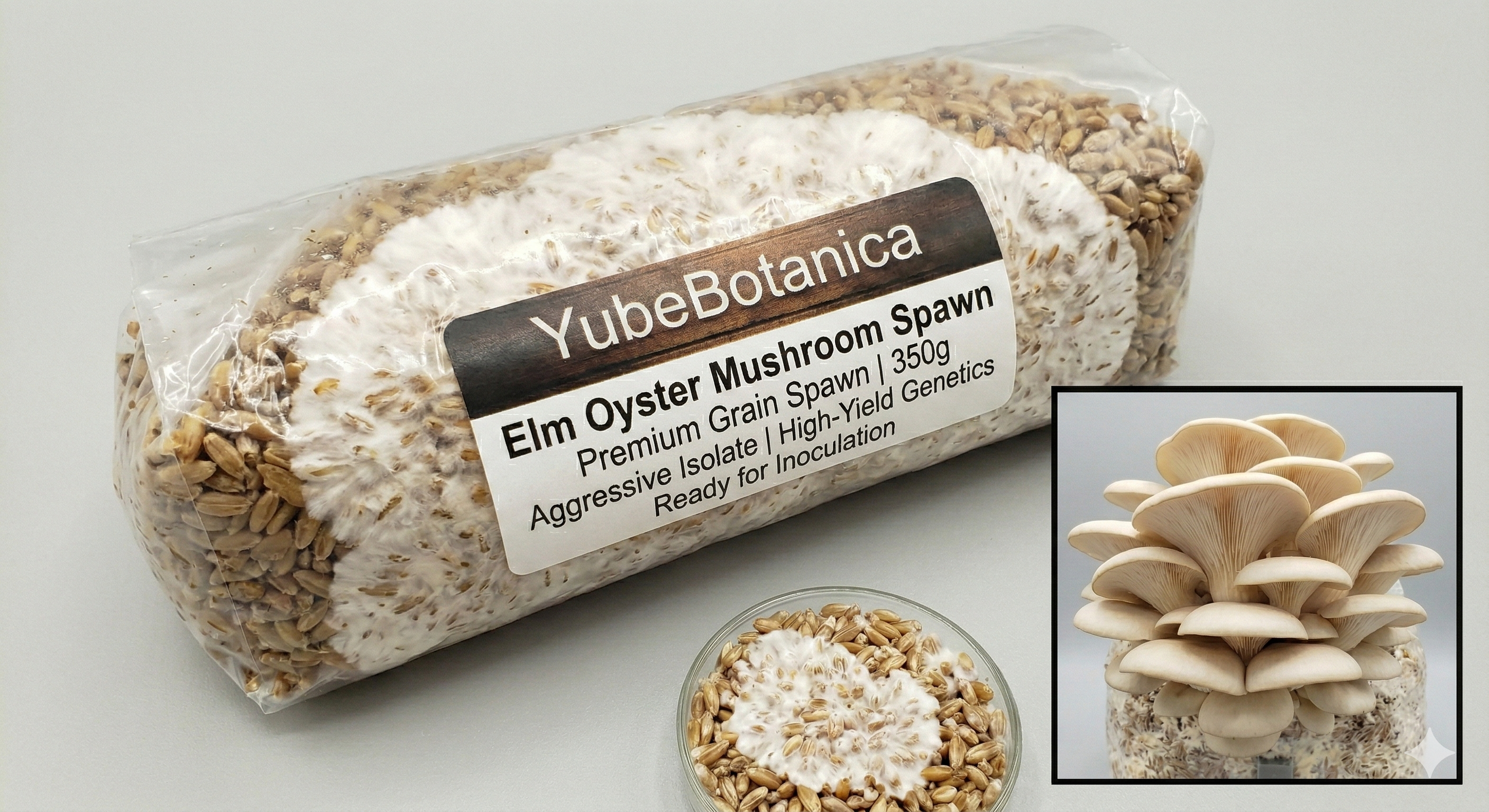 Elm Oyster (Hypsizygus ulmarius) | Premium Grain Spawn (350g)
