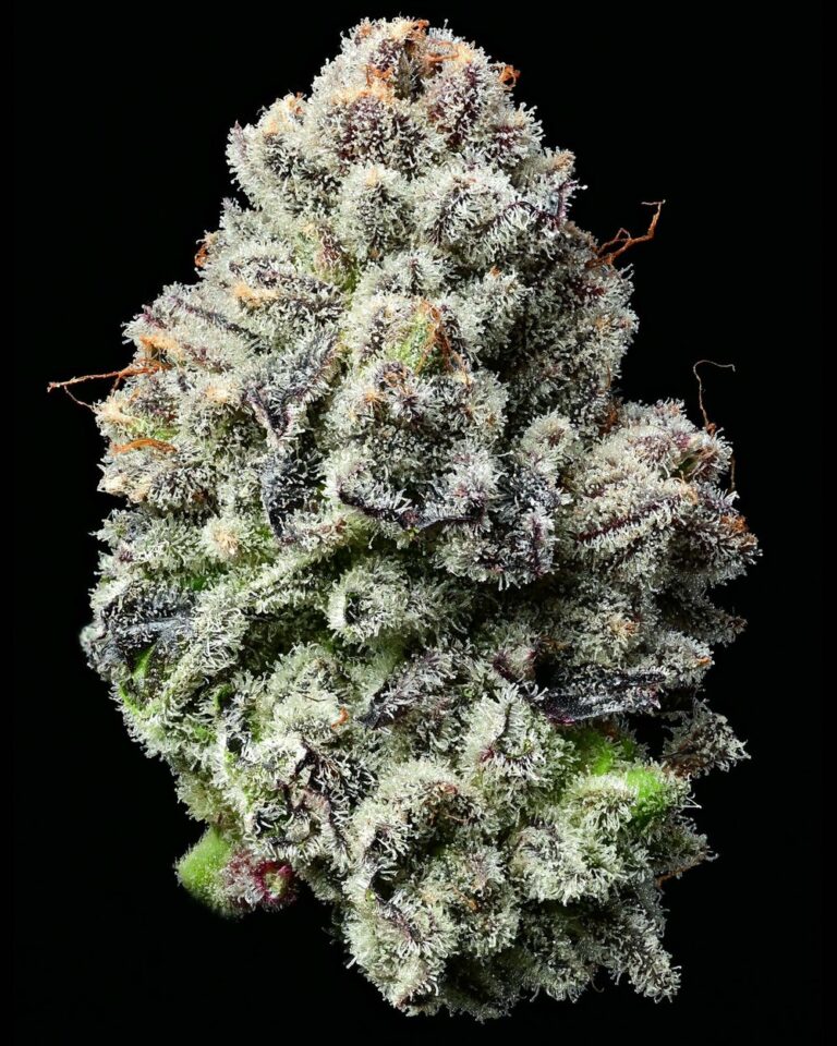 LEMON CHERRY GELATO
