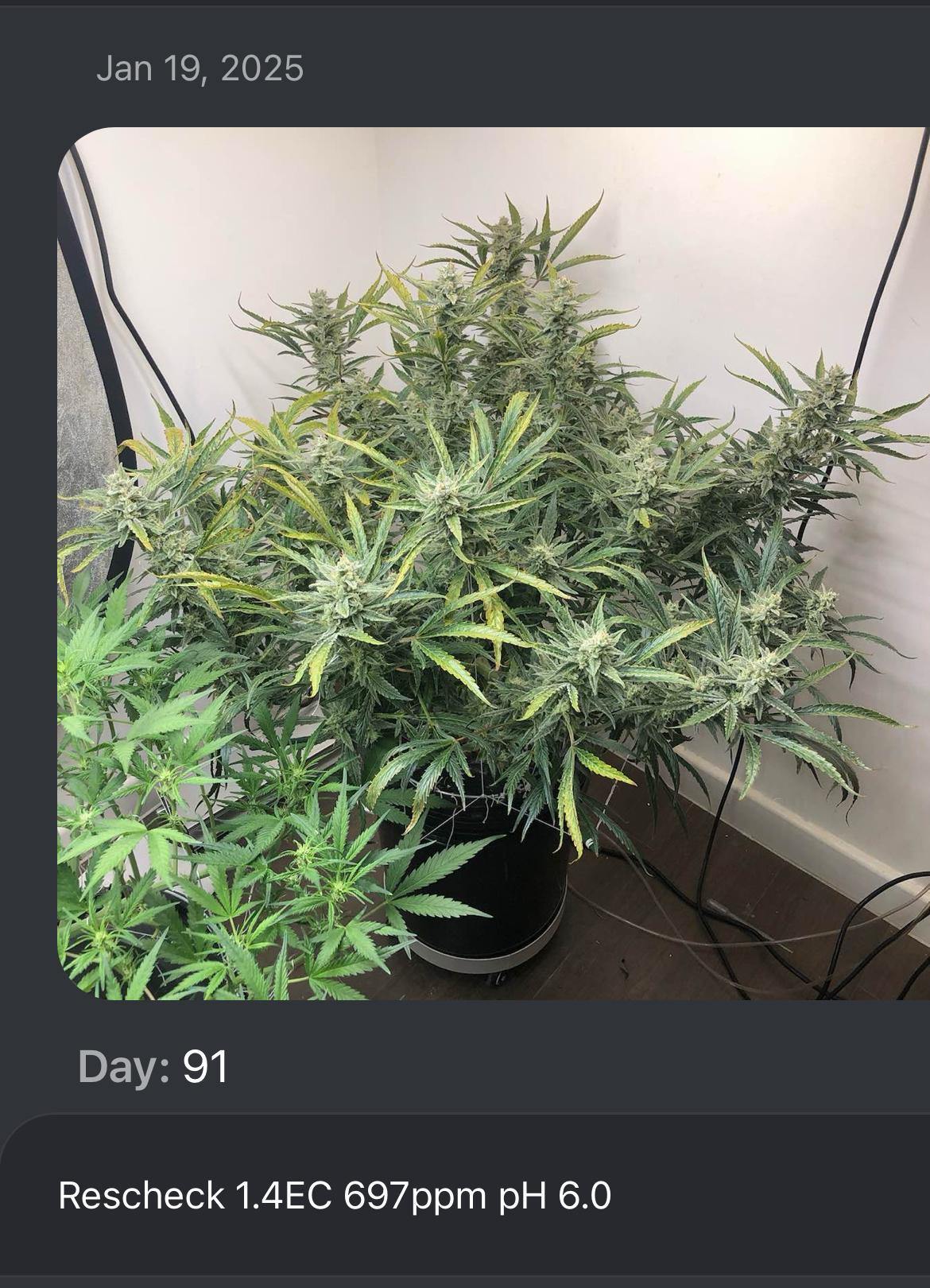 BANANA JEALOUSY AUTO