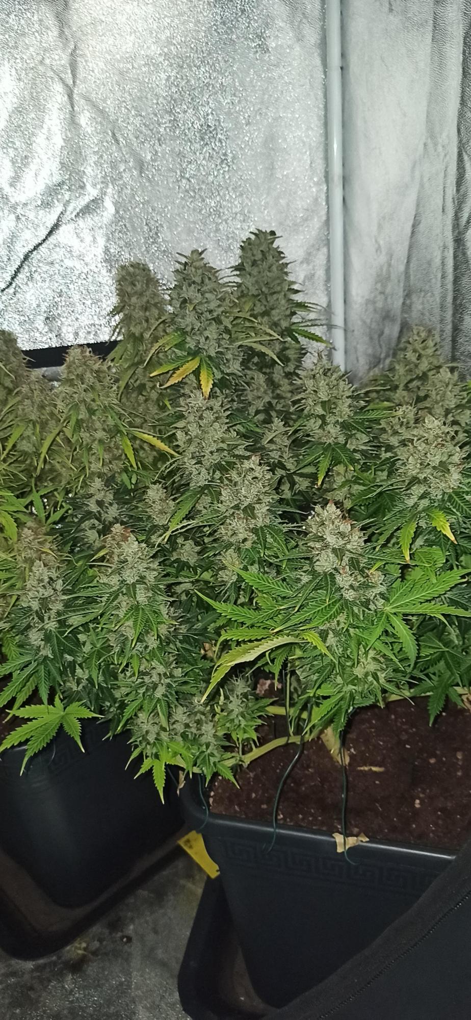 CHERRY PIE AUTO