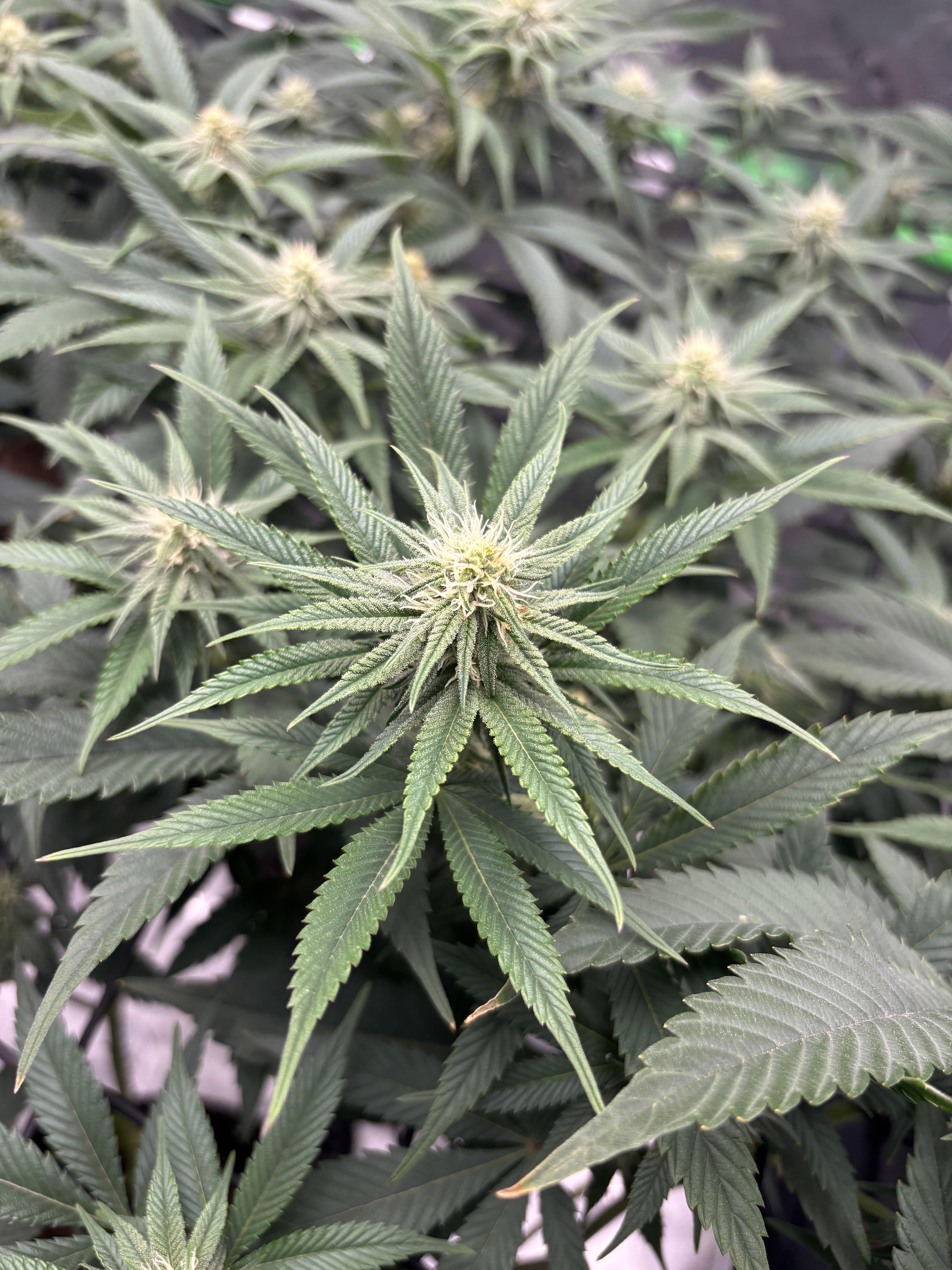 BANANA JEALOUSY AUTO