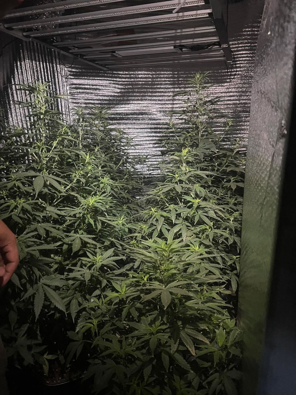 BANANA JEALOUSY AUTO