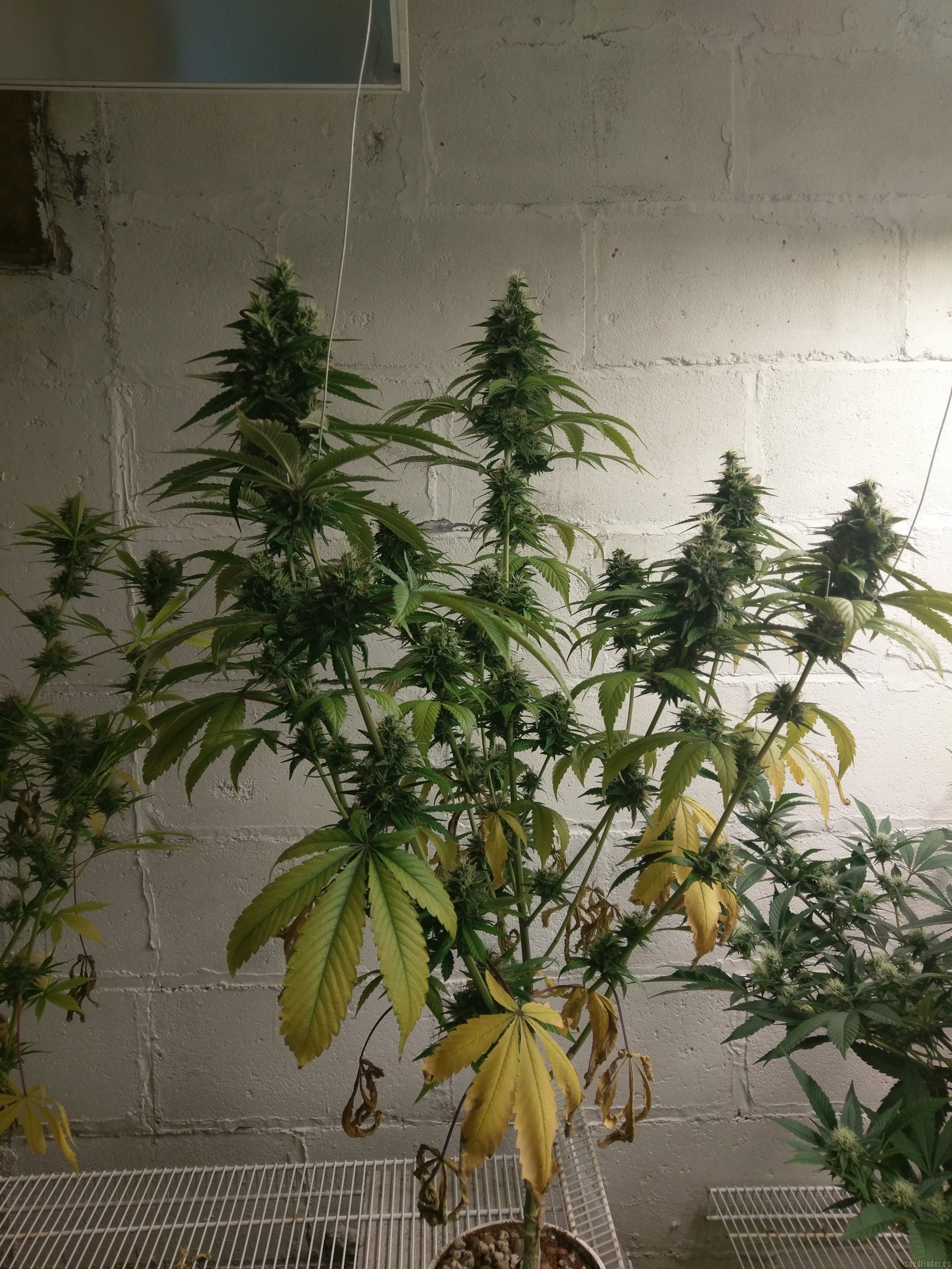 DOUBLE ALIEN (GYO Collection)