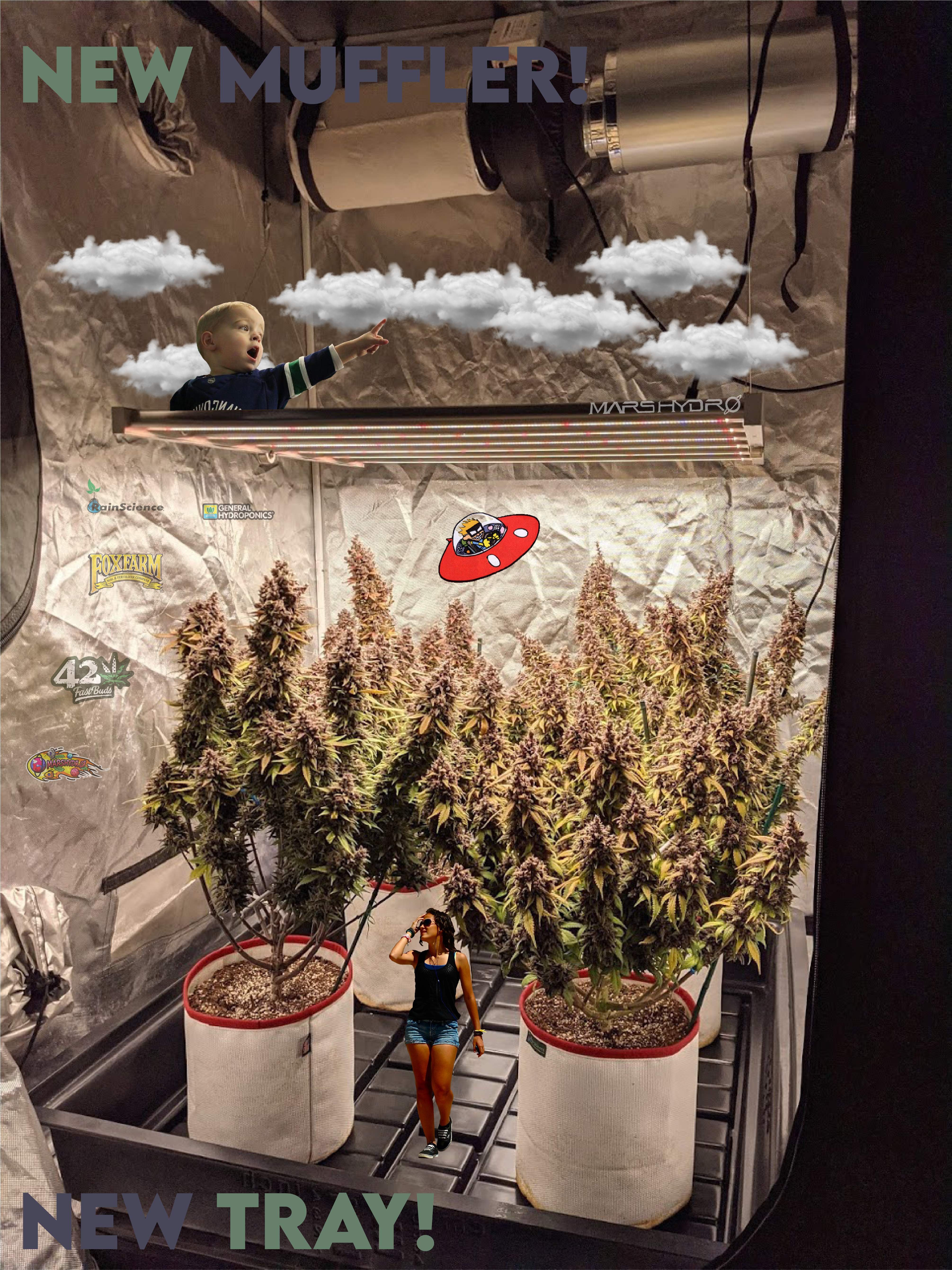 PURPLE LEMONADE AUTO