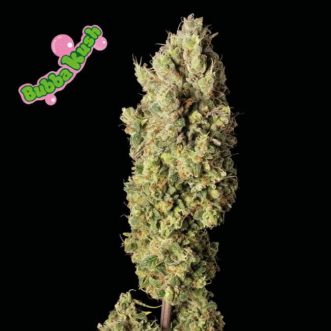 BUBBA KUSH