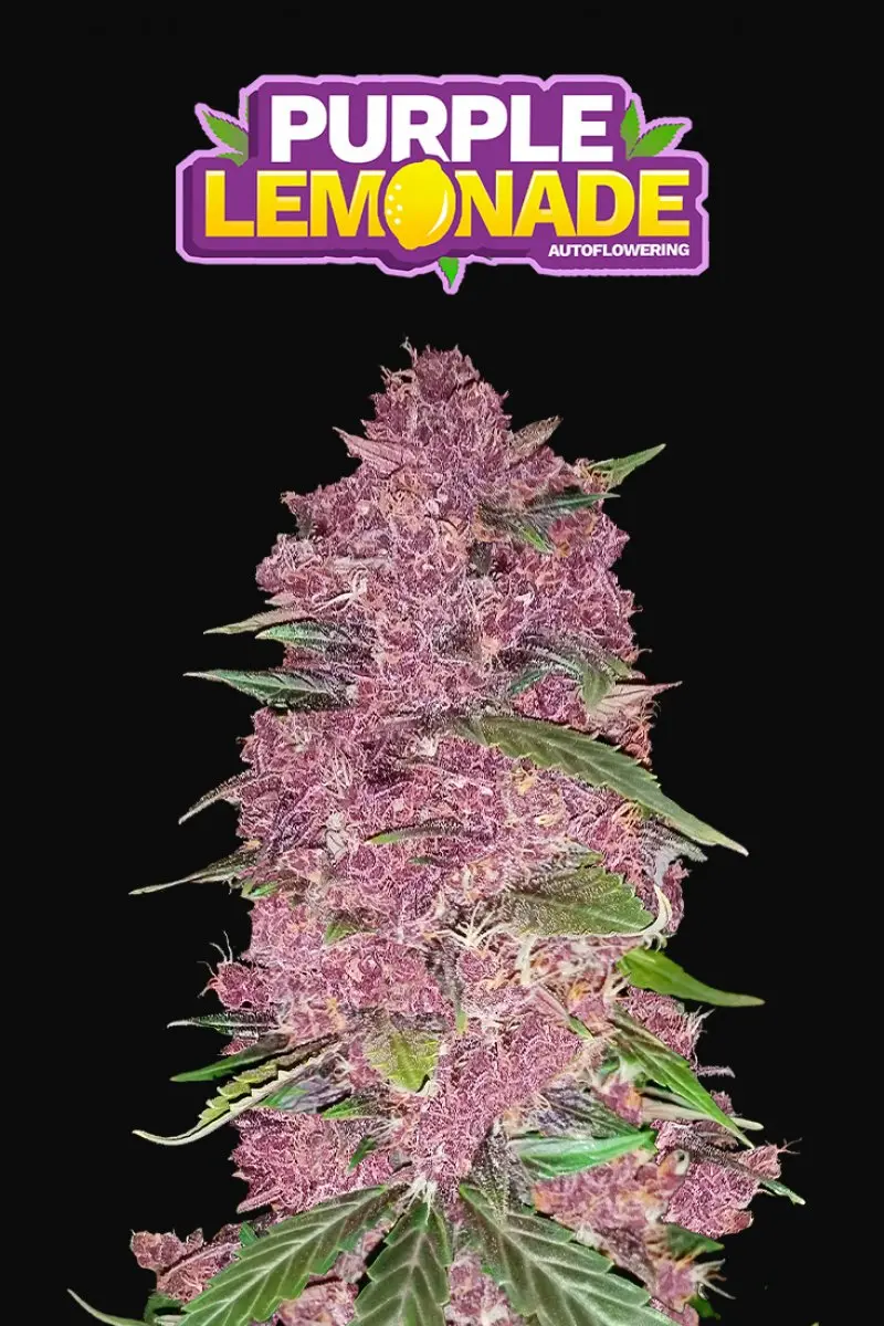 PURPLE LEMONADE AUTO