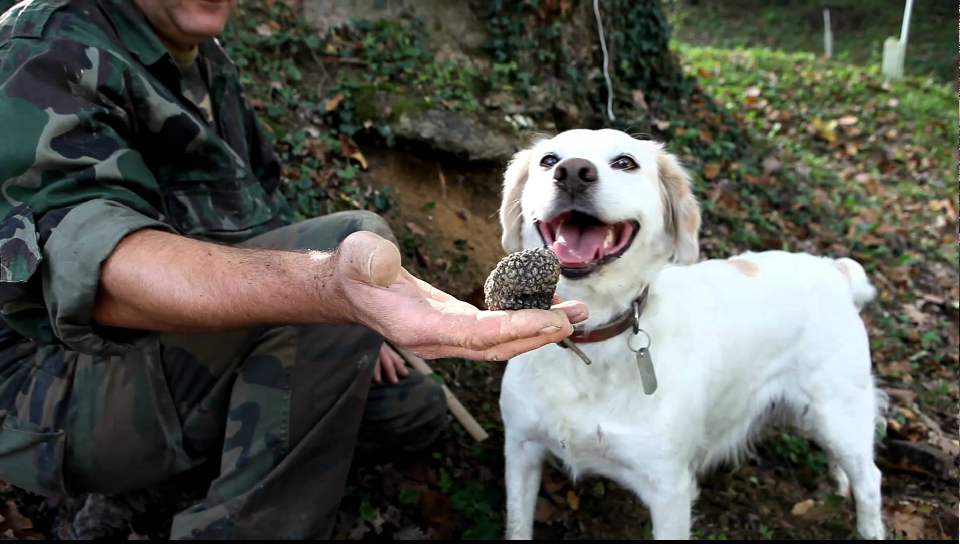 Fresh Black Truffle Sourcing Service