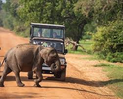 Full day Kumana National Park Jeep Safari Tour All Inclusive
