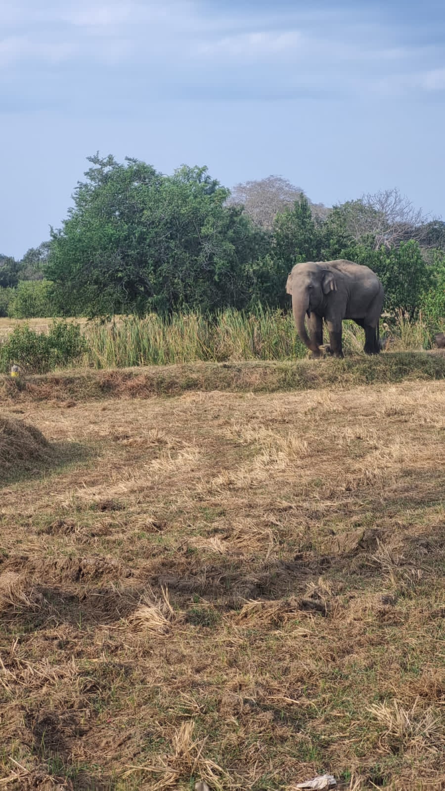 Tuk-Tuk Safari (2 Hours)
