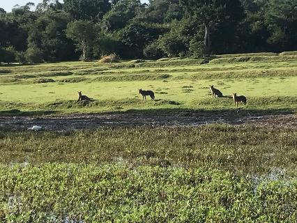 Tuk-Tuk Safari (2 Hours)