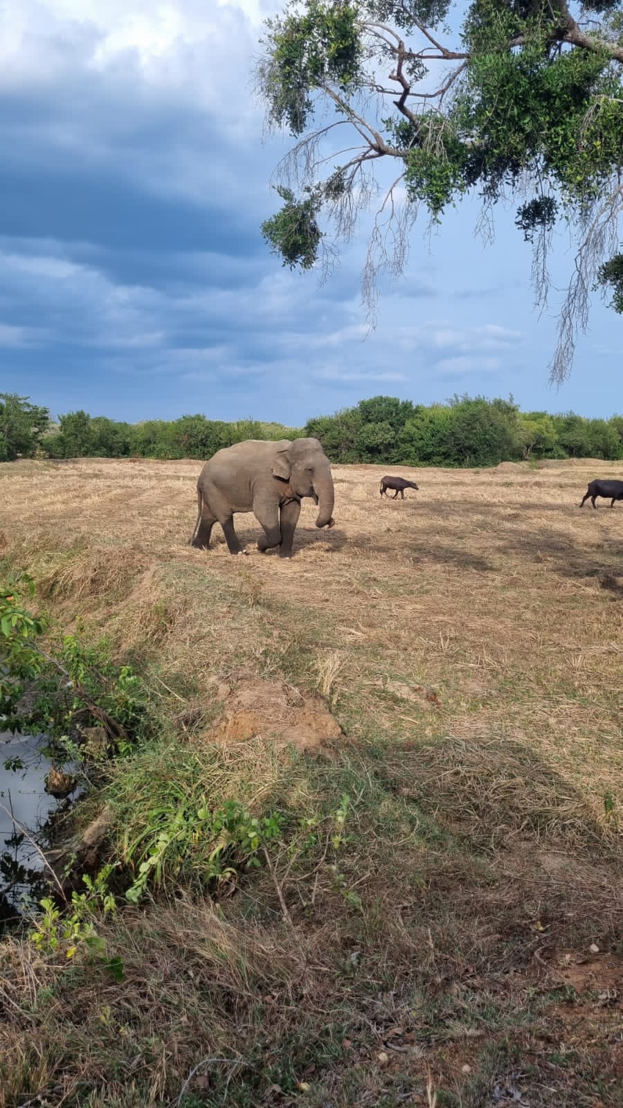 Tuk-Tuk Safari (2 Hours)