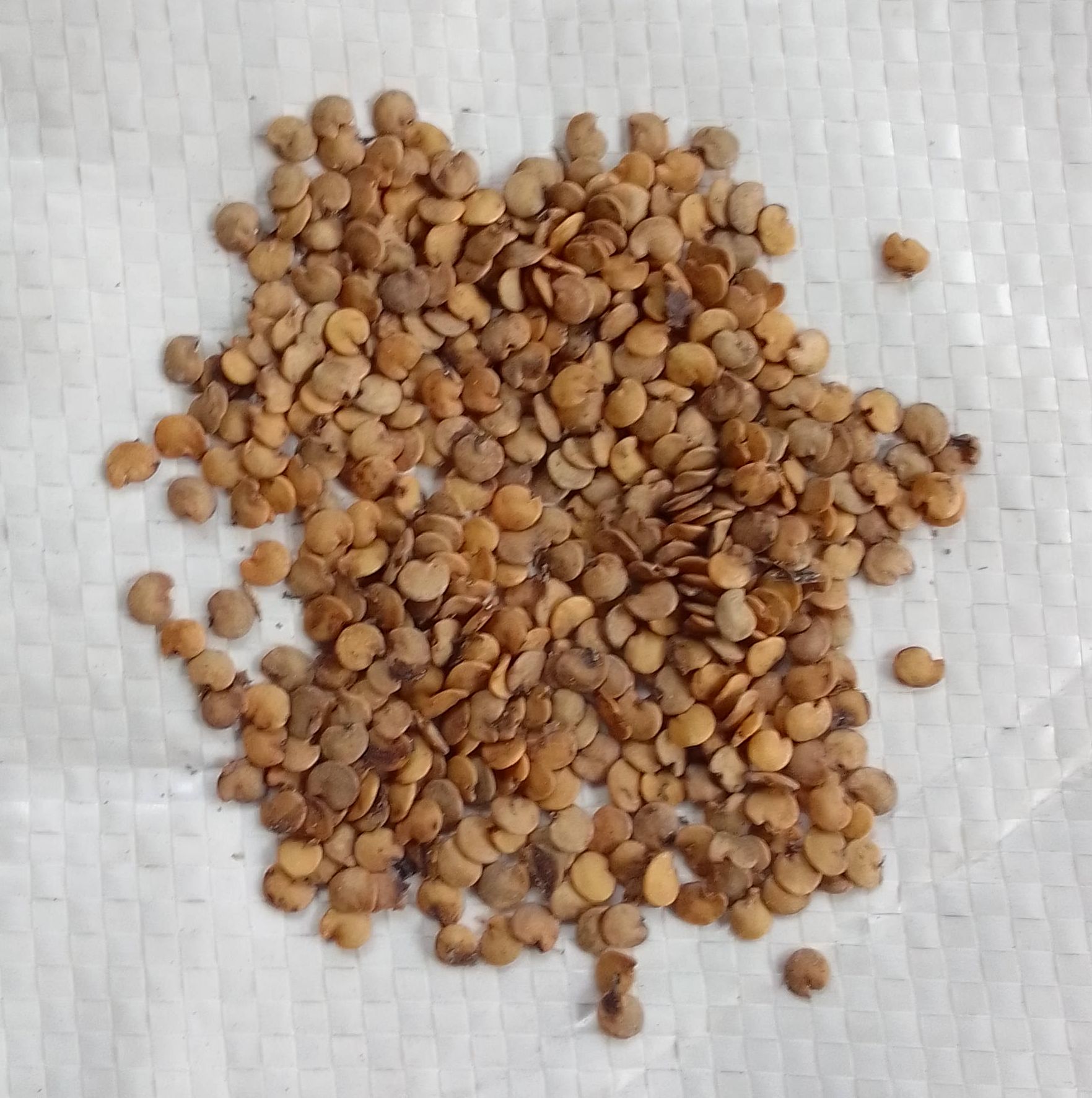 Brinjal Seeds